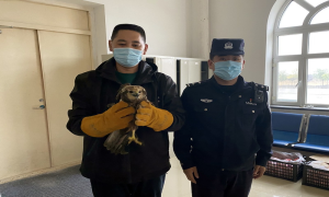 内蒙古满洲里产业园区边境派出所成功救助一只国家二级保护动物白鹞子