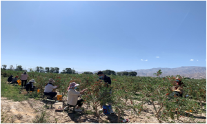 田间地头忙普法 偶遇群众解难题