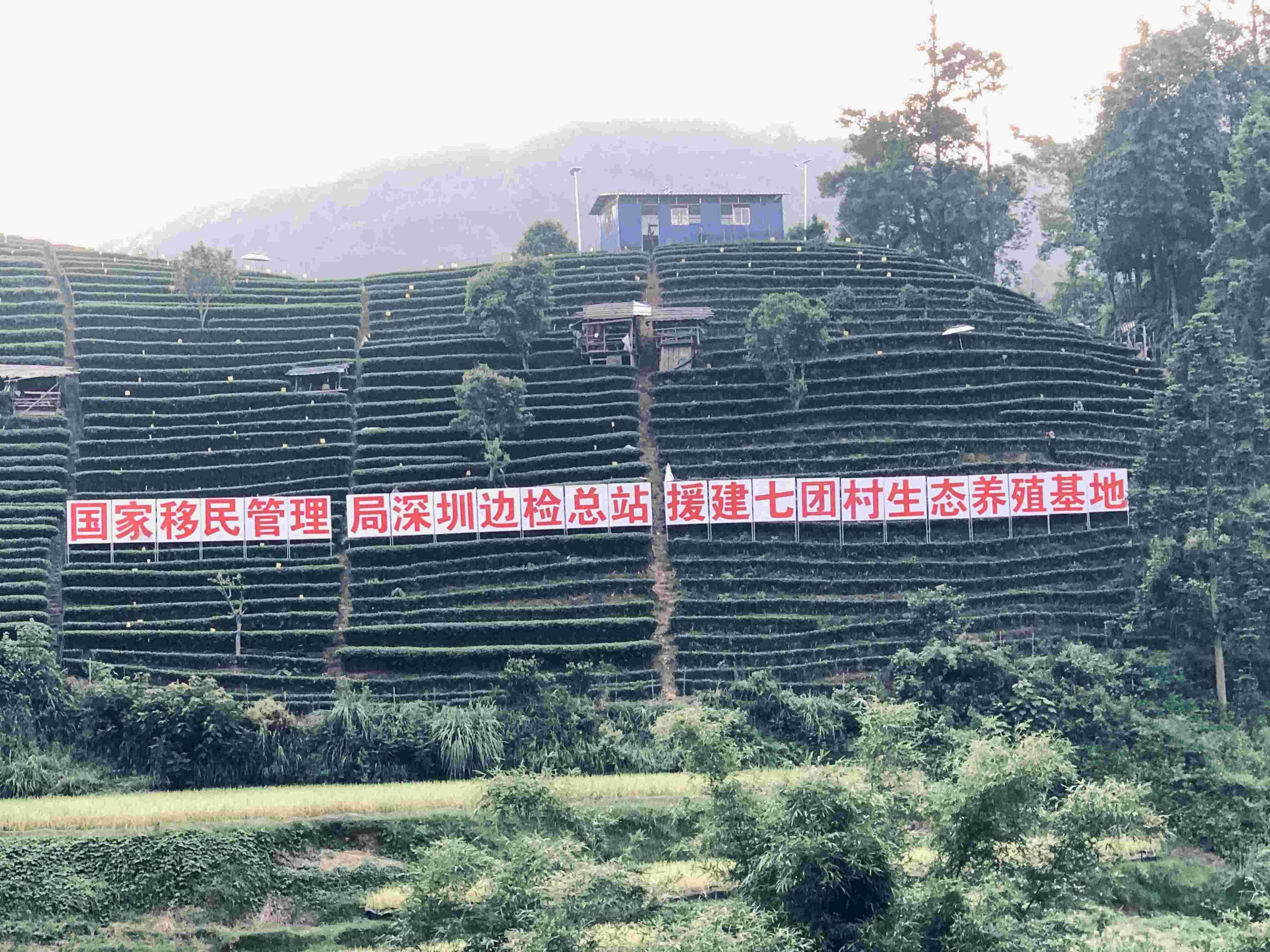 鸡养殖基地.jpg