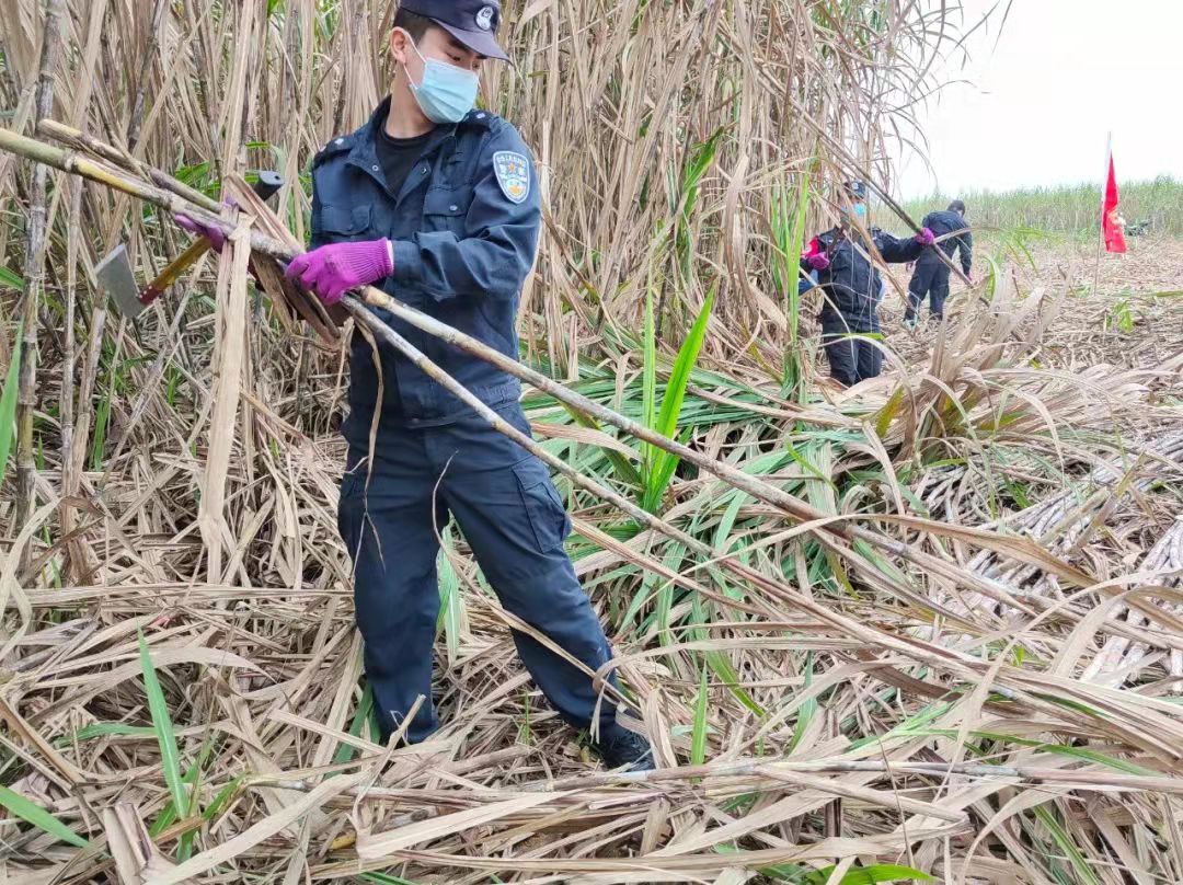 图片来源：广西板化边境检查站 拍摄者：郑洋“党员先锋队”队员正在帮助贫困户砍甘蔗.jpg