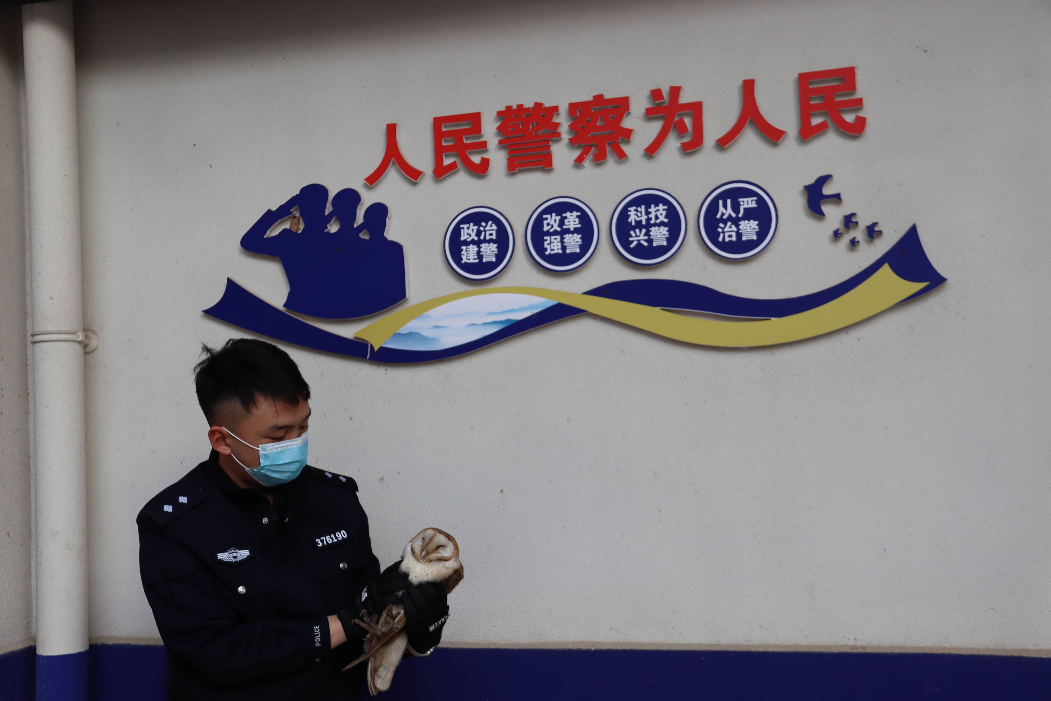 图为民警救助的仓鸮 (3).jpg 图为民警救助的仓鸮 (3).jpg