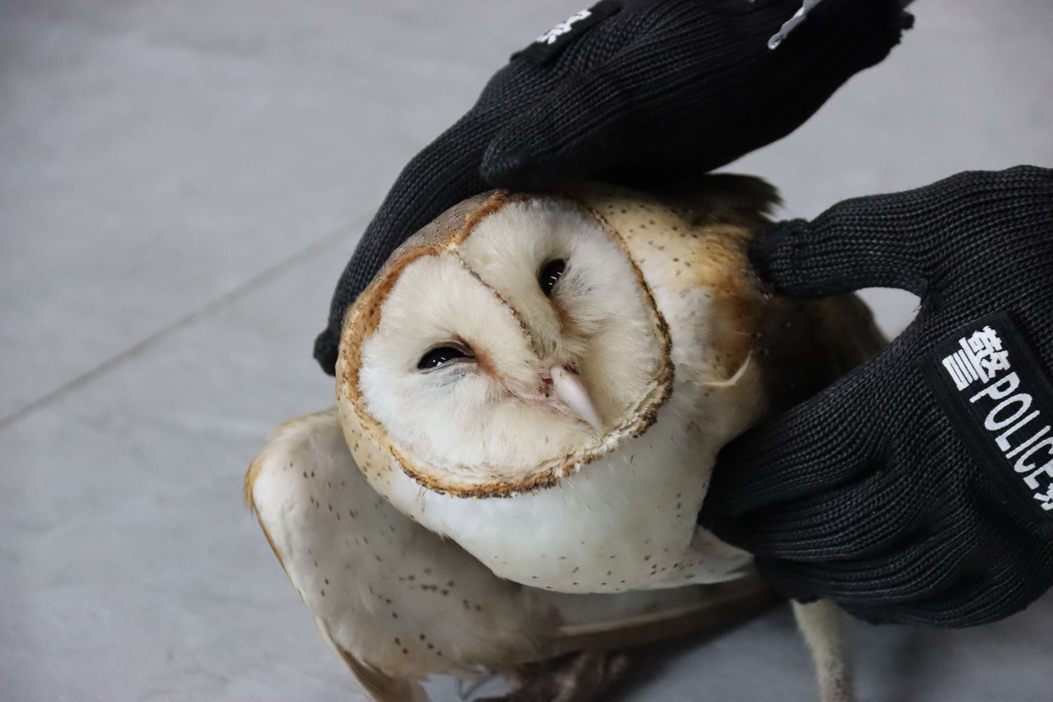 图为民警救助的仓鸮特写.jpg 图为民警救助的仓鸮特写.jpg