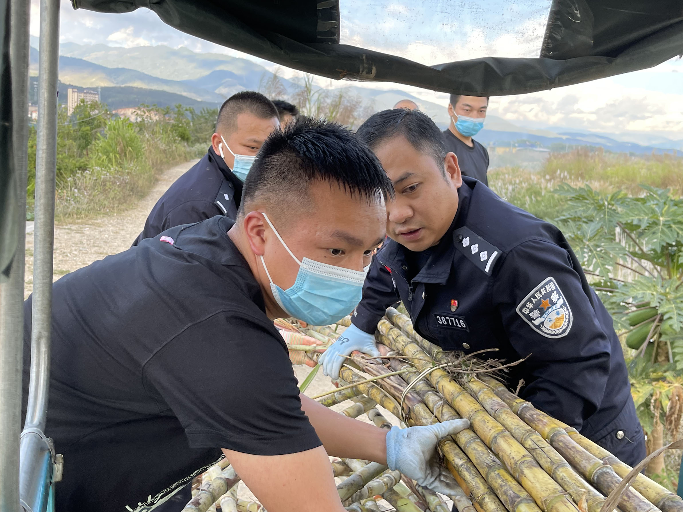 民警帮助驻地群众收割甘蔗 (1).jpg