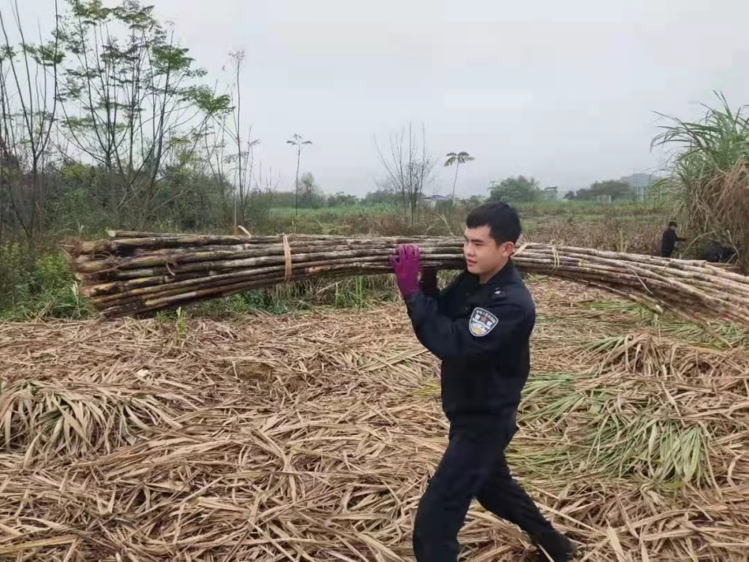 图片来源：广西板化边境检查站 拍摄者：郑洋”党员先锋队“队员正在抗甘蔗.jpg