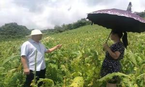 恩施州政府出台八条措施  引导农业保险助力乡村振兴