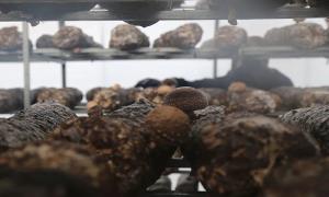 小香菇香飘胭脂川