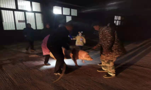 民警寒夜寻回年猪 土家山民喜笑颜开