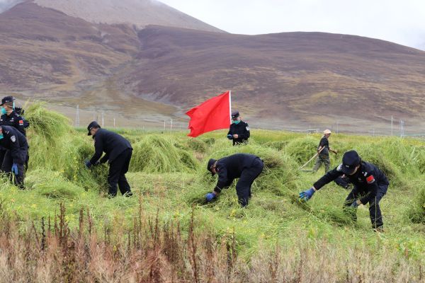 移民警察助力群众秋收7.jpg