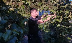 “红色网格”助力百香果集体经济振兴