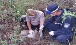警民携手及时救助受伤国家二级野生保护动物“獐”