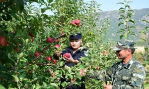 明东边境派出所帮助果农采摘受赞誉