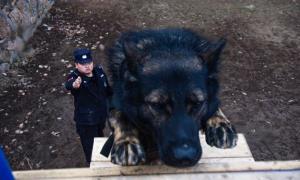 吹响警犬冬训“集结号”