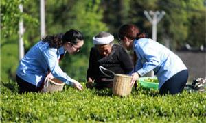 湖北宣恩：为贡茶产业擦亮“绿名片”