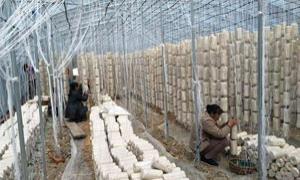 临江市闹枝镇三措并举助力乡村振兴