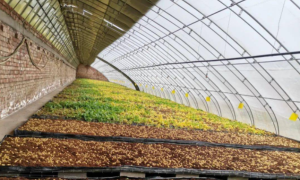 春日雪后气象新 陇原大地备耕忙