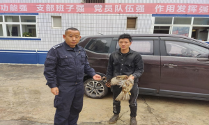 群众送来受伤大鵟 鹿马登边境派出所及时救助