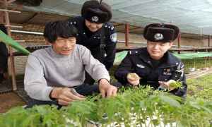 寒冷天气显无情 蔬菜棚里暖人心