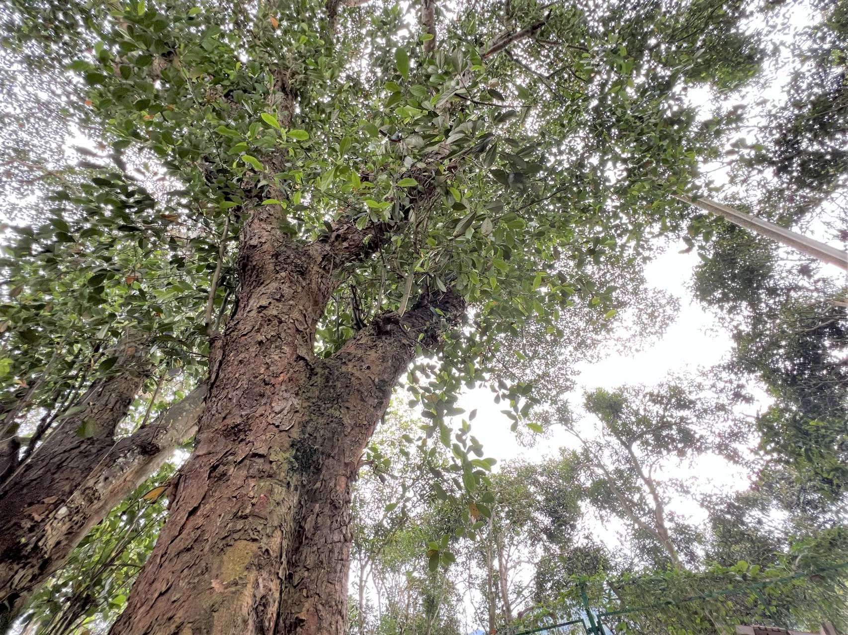 1.大树菠萝 (2).jpg