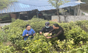 这里茶园有“警”色