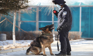 春化边境检查站多措并举提高警犬效能