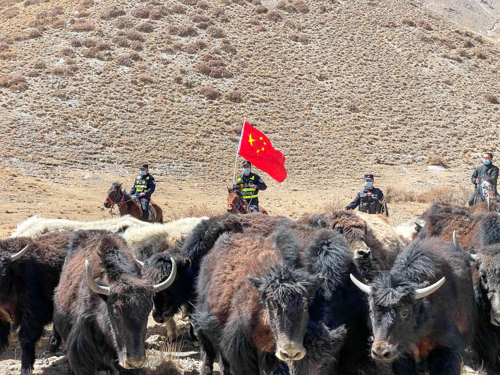 民警帮助牧民牦牛专场（葛高烽慑）.jpg