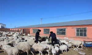 王淳丰：扎根基层 心系群众的基层干部