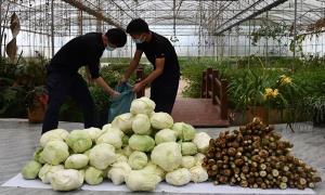 疫情之下，这个“菜篮子工程”很受老百姓喜欢