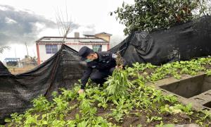 野生大麻悄生长 铲除毒源净环境