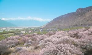 西藏林芝嘎拉村：桃花村的美丽蝶变