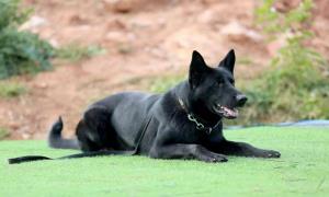 警犬云柯的养成日记