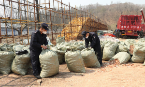 400吨玉米滞销 移民管理警察爱心帮扶纾困解难