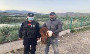 小羊丢失犯了愁 移民管理警察帮助解烦忧