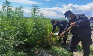 塔城南湖边境民警铲除上千株野生大麻