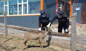 “傻”狍子误入村民家中 民警救助回归大山