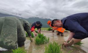 雨中插秧很暖心
