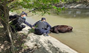 警民合力救出“失足”落入河中黄牛