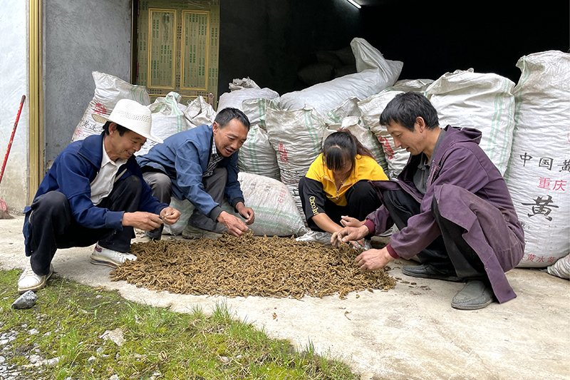 采挖季节，药农们分拣黄连.jpg