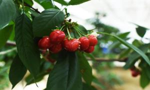 青藏高原上的车厘子熟了