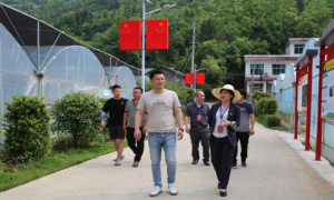 湖北来凤：检察长“一线调研” 助力优化营商环境