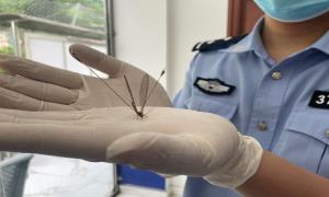 古登边境派出所在端午节当天救助一只国家二级野生保护动物——“中华旌蛉”