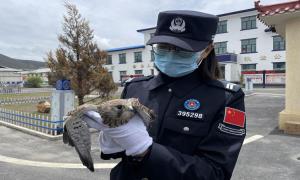 帕里移民警察成功救助国家一级保护动物