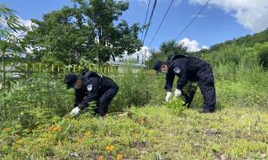 古城里边境派出所民警清理野生大麻 