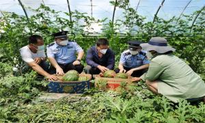 西瓜飘香采摘忙 民警帮扶解民忧