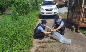 禁种铲毒不停歇 广泛宣传遏源头