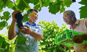 葡萄丰收季 移民管理警察化身助农小能手