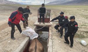 扎西岗边境派出救助国家一级保护动物藏野驴