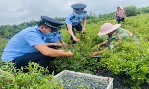 爱心助农 传递“莓”好时光