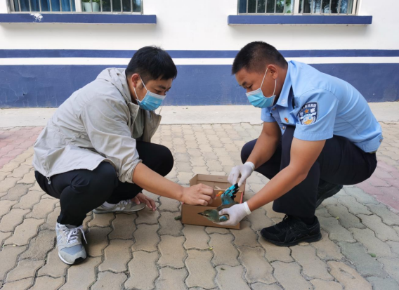 乌什水边境派出所警民携手救助三有保护鸟类棕胸佛法僧