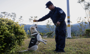 警营“汪汪队”身怀绝技守边关