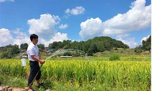 恩施市盛家坝镇：干群同心战高温，多措并举齐抗旱